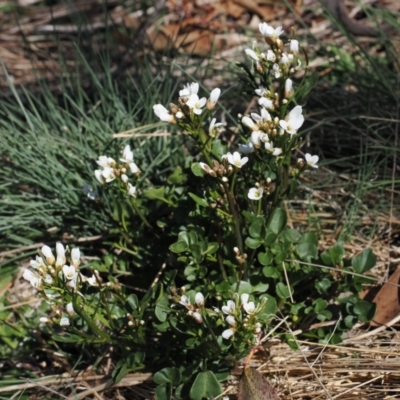 Cardamine lilacina (Lilac Bitter-cress) at Cotter River, ACT - 20 Oct 2023 by RAllen