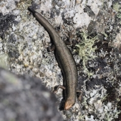 Pseudemoia entrecasteauxii (Woodland Tussock-skink) at Namadgi National Park - 20 Oct 2023 by RAllen