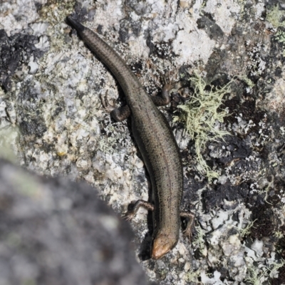 Pseudemoia entrecasteauxii (Woodland Tussock-skink) at Cotter River, ACT - 20 Oct 2023 by RAllen