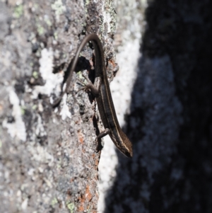 Pseudemoia spenceri at Cotter River, ACT - 20 Oct 2023