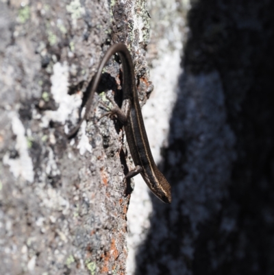 Pseudemoia spenceri (Spencer's Skink) at Cotter River, ACT - 20 Oct 2023 by RAllen