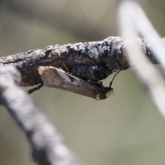 Philobota acropola (Concealer Moth) at Cotter River, ACT - 20 Oct 2023 by RAllen