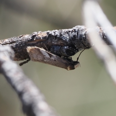 Philobota acropola (Concealer Moth) at Namadgi National Park - 20 Oct 2023 by RAllen