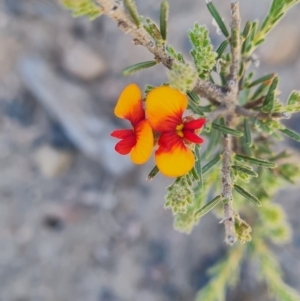 Dillwynia sericea at Belconnen, ACT - 26 Oct 2023