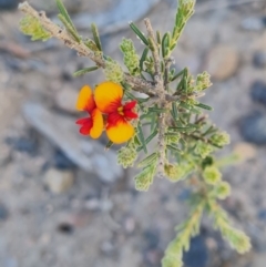 Dillwynia sericea at Belconnen, ACT - 26 Oct 2023 10:18 AM