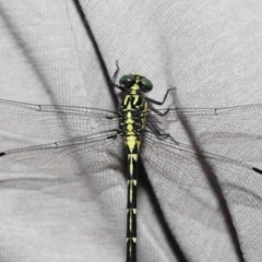Austrogomphus (Pleiogomphus) amphiclitus at Brisbane City, QLD - 25 Oct 2023 12:04 PM