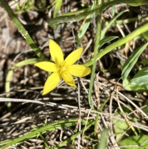 Hypoxis hygrometrica at Hall, ACT - 1 Oct 2023 11:46 AM