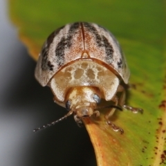Paropsisterna semifumata at Wellington Point, QLD - suppressed