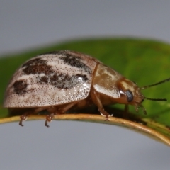 Paropsisterna semifumata at Wellington Point, QLD - suppressed