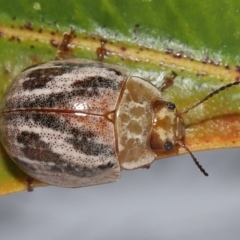 Paropsisterna semifumata at Wellington Point, QLD - suppressed