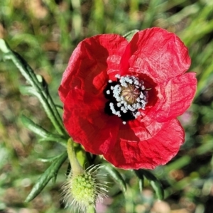 Papaver hybridum at Lyneham, ACT - 27 Oct 2023 07:58 AM