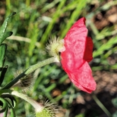 Papaver hybridum at Lyneham, ACT - 27 Oct 2023 07:58 AM