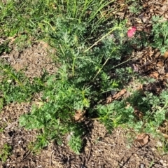 Papaver hybridum at Lyneham, ACT - 27 Oct 2023 07:58 AM