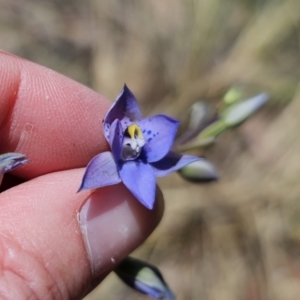 Thelymitra simulata at QPRC LGA - suppressed