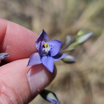 Thelymitra simulata (Graceful Sun-orchid) at Captains Flat, NSW - 26 Oct 2023 by Csteele4