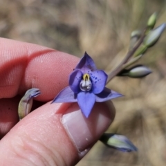 Thelymitra simulata at QPRC LGA - suppressed