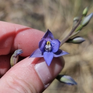 Thelymitra simulata at QPRC LGA - suppressed