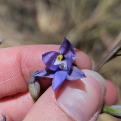 Thelymitra simulata at QPRC LGA - suppressed