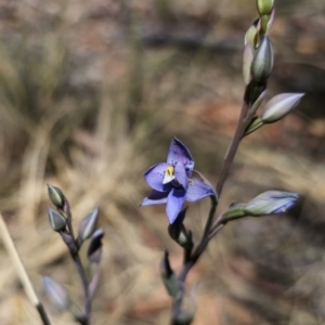 Thelymitra simulata at QPRC LGA - suppressed