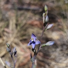 Thelymitra simulata at QPRC LGA - 26 Oct 2023