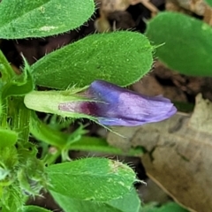 Vicia sativa (Common Vetch) at Sullivans Creek, Lyneham South - 27 Oct 2023 by trevorpreston