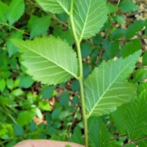 Ulmus procera at Lyneham, ACT - 27 Oct 2023