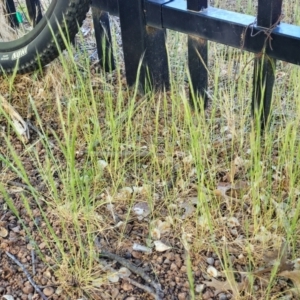 Vulpia bromoides at Lyneham, ACT - 27 Oct 2023