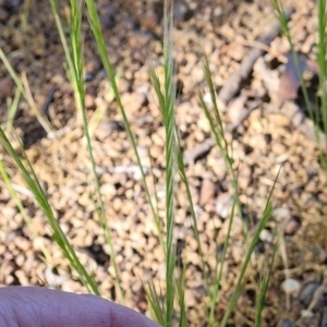 Vulpia bromoides at Lyneham, ACT - 27 Oct 2023