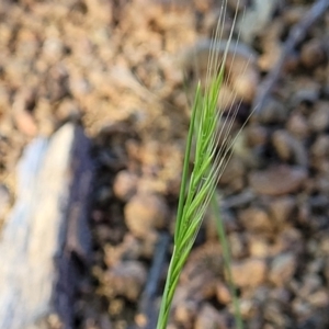 Vulpia bromoides at Lyneham, ACT - 27 Oct 2023