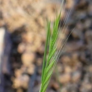 Vulpia bromoides at Lyneham, ACT - 27 Oct 2023