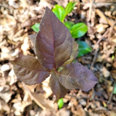 Prunus cerasifera (Cherry Plum) at Lyneham, ACT - 27 Oct 2023 by trevorpreston