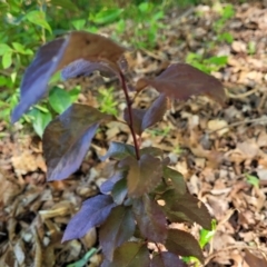 Prunus cerasifera at Lyneham, ACT - 27 Oct 2023