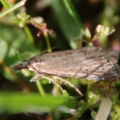 Eudonia cleodoralis (A Crambid moth) at Hughes, ACT - 23 Oct 2023 by LisaH