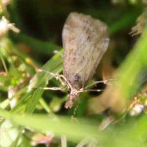 Eudonia cleodoralis at Hughes, ACT - 23 Oct 2023