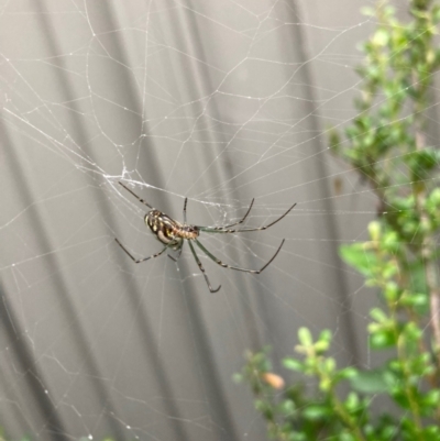 Leucauge dromedaria (Silver dromedary spider) at Curtin, ACT - 17 Jan 2022 by iancurtin