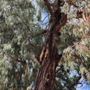 Eucalyptus nicholii at Fadden, ACT - 27 Oct 2023