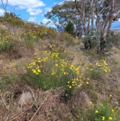 Xerochrysum viscosum (Sticky Everlasting) at Stromlo, ACT - 27 Oct 2023 by psheils