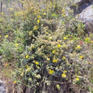 Hibbertia obtusifolia at Stromlo, ACT - 27 Oct 2023 12:20 PM