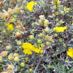 Hibbertia obtusifolia at Stromlo, ACT - 27 Oct 2023 12:20 PM