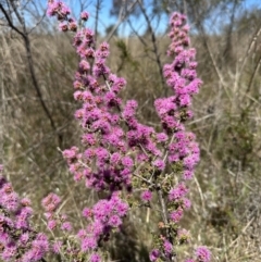 Kunzea parvifolia (Violet Kunzea) at Yass River, NSW - 19 Oct 2023 by SueMcIntyre