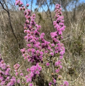 Kunzea parvifolia at Yass River, NSW - 19 Oct 2023 11:57 AM