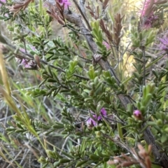 Kunzea parvifolia at Yass River, NSW - 19 Oct 2023 11:57 AM