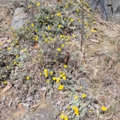 Chrysocephalum apiculatum (Common Everlasting) at Stromlo, ACT - 27 Oct 2023 by psheils