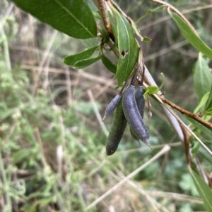 Billardiera heterophylla at Majura, ACT - 27 Oct 2023 12:14 PM