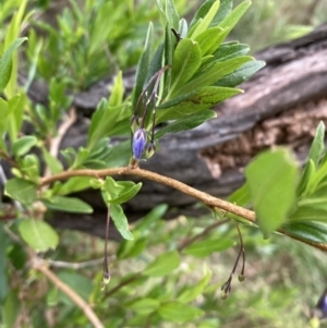 Billardiera heterophylla at Majura, ACT - 27 Oct 2023 12:14 PM