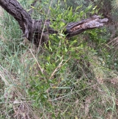 Billardiera heterophylla at Majura, ACT - 27 Oct 2023 12:14 PM