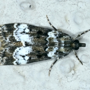 Eudonia protorthra at Ainslie, ACT - 24 Oct 2023