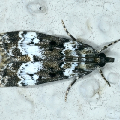 Eudonia protorthra (A Scopariine moth) at Ainslie, ACT - 24 Oct 2023 by jb2602