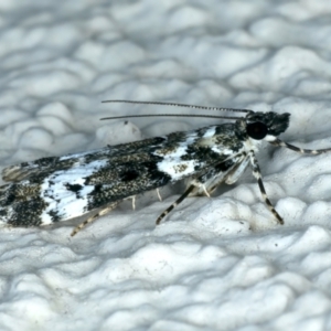 Eudonia protorthra at Ainslie, ACT - 24 Oct 2023