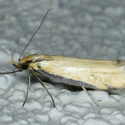 Philobota protecta (A concealer moth) at Ainslie, ACT - 24 Oct 2023 by jb2602